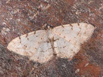 Aethalura punctulata D. & S. adulte - Philippe Mothiron