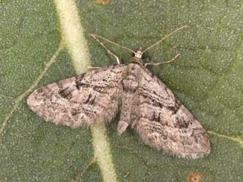 Eupithecia pusillata D. & S. adulte - ©Philippe Mothiron