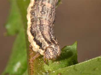  Chenille de Xanthorhoe quadrifasiata Cl. - ©Wolfgang Wagner, www.pyrgus.de