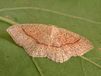 Cyclophora quercimontaria Bastbg adulte - ©Philippe Mothiron