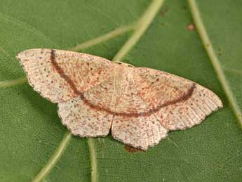 Cyclophora quercimontaria Bastbg adulte - Philippe Mothiron