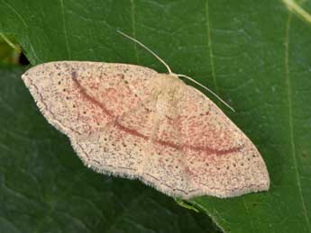 Cyclophora quercimontaria Bastbg adulte - ©Philippe Mothiron