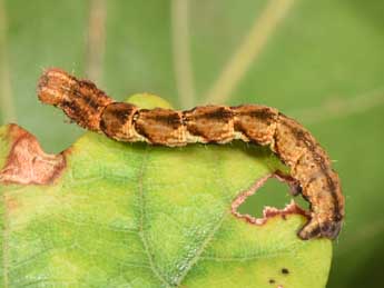  Chenille de Cyclophora quercimontaria Bastbg - ©Philippe Mothiron