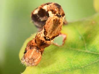  Chenille de Cyclophora quercimontaria Bastbg - Philippe Mothiron