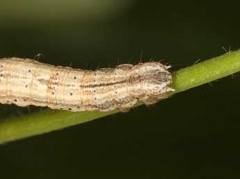  Chenille de Horisme radicaria Lah. - ©Wolfgang Wagner, www.pyrgus.de