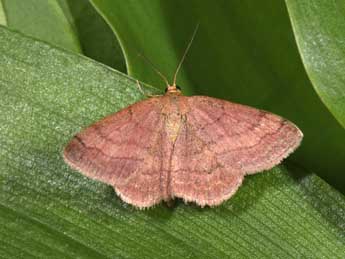 Scopula rubiginata Hfn. adulte - ©Philippe Mothiron