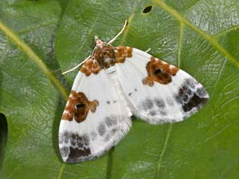 Plemyria rubiginata D. & S. adulte - ©Philippe Mothiron