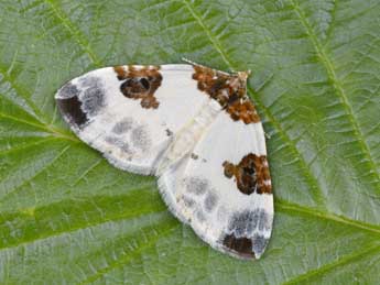 Plemyria rubiginata D. & S. adulte - Philippe Mothiron