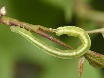  Chenille de Plemyria rubiginata D. & S. - ©Philippe Mothiron