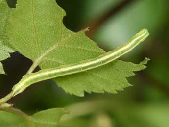  Chenille de Plemyria rubiginata D. & S. - Philippe Mothiron