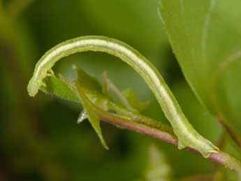  Chenille de Plemyria rubiginata D. & S. - Philippe Mothiron