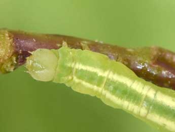  Chenille de Plemyria rubiginata D. & S. - Philippe Mothiron