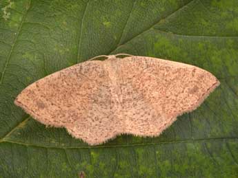 Cyclophora ruficiliaria H.-S. adulte - Philippe Mothiron