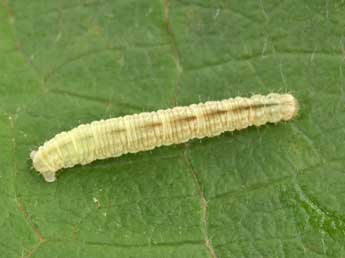  Chenille de Gymnoscelis rufifasciata Hw. - Philippe Mothiron