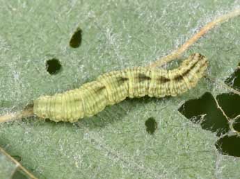  Chenille de Gymnoscelis rufifasciata Hw. - ©Philippe Mothiron