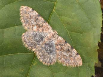 Scopula rufomixtaria Grasl. adulte - Philippe Mothiron