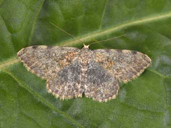 Scopula rufomixtaria Grasl. adulte - Philippe Mothiron