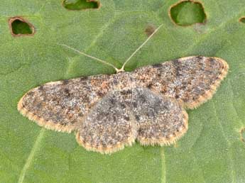 Scopula rufomixtaria Grasl. adulte - ©Philippe Mothiron