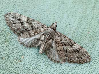 Eupithecia sardoa Dietze adulte - ©Daniel Morel