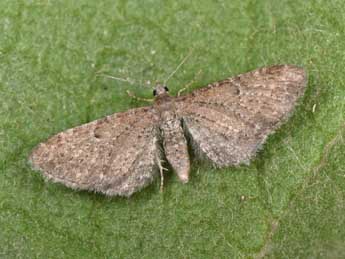 Eupithecia satyrata Hb. adulte - Philippe Mothiron