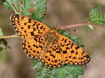 Boloria selene D. & S. adulte - ©Philippe Mothiron