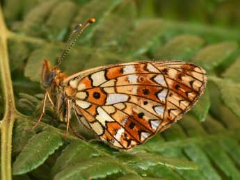 Boloria selene D. & S. adulte - ©Philippe Mothiron