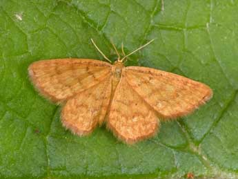 Idaea serpentata Hfn. adulte - ©Philippe Mothiron