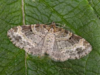 Pterapherapteryx sexalata Retz. adulte - ©Philippe Mothiron