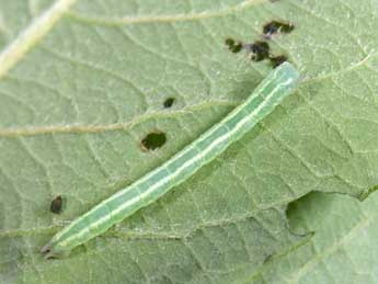  Chenille de Pterapherapteryx sexalata Retz. - Philippe Mothiron