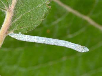  Chenille de Pterapherapteryx sexalata Retz. - Philippe Mothiron