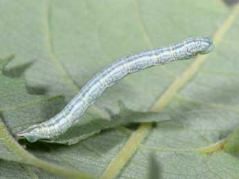  Chenille de Pterapherapteryx sexalata Retz. - Philippe Mothiron