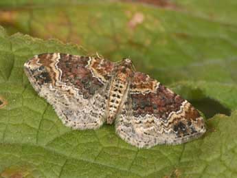 Xanthorhoe spadicearia D. & S. adulte - Philippe Mothiron