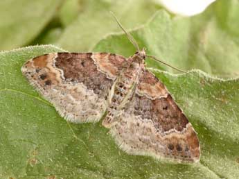 Xanthorhoe spadicearia D. & S. adulte - Philippe Mothiron