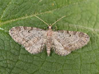 Eupithecia tenuiata Hb. adulte - ©Philippe Mothiron