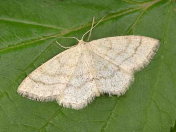 Scopula ternata Schrk adulte - ©Philippe Mothiron