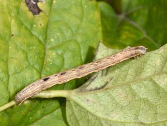  Chenille de Horisme tersata D. & S. - ©Philippe Mothiron