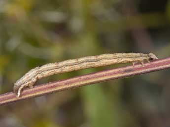  Chenille de Horisme tersata D. & S. - Philippe Mothiron