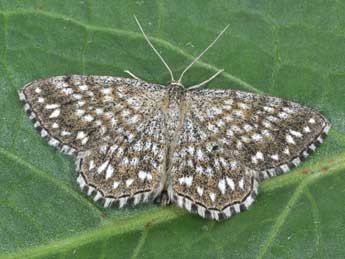 Scopula tessellaria Bsdv. adulte - Philippe Mothiron