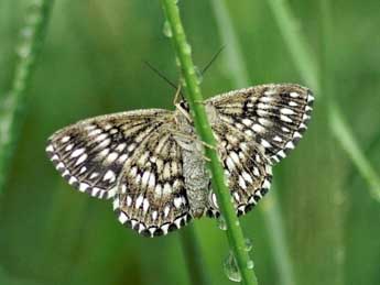 Scopula tessellaria Bsdv. adulte - ©Pascal Dereix