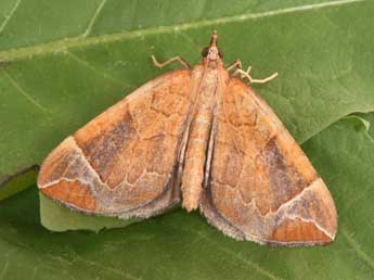 Eulithis testata L. adulte - Philippe Mothiron