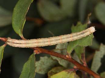  Chenille de Eulithis testata L. - ©Wolfgang Wagner, www.pyrgus.de