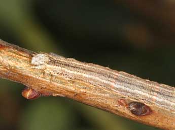  Chenille de Eulithis testata L. - ©Wolfgang Wagner, www.pyrgus.de