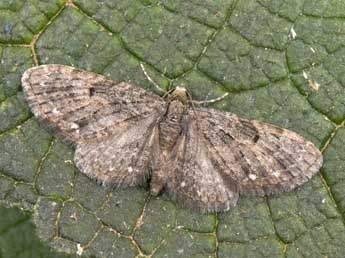 Eupithecia tripunctaria H.-S. adulte - Philippe Mothiron