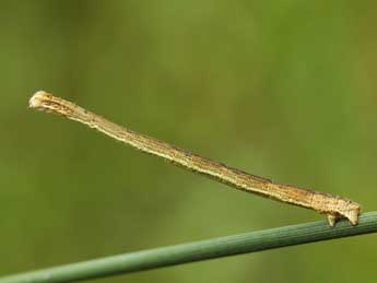  Chenille de Scopula turbidaria Hb. - ©Lionel Taurand