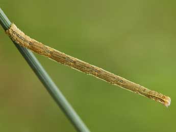  Chenille de Scopula turbidaria Hb. - Lionel Taurand