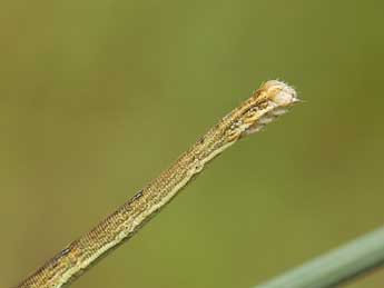  Chenille de Scopula turbidaria Hb. - ©Lionel Taurand