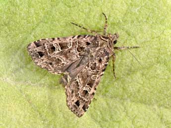 Naenia typica L. adulte - Philippe Mothiron