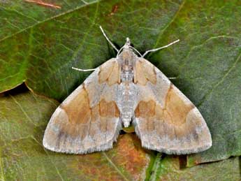 Pennithera ulicata Rbr adulte - Philippe Mothiron