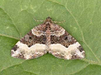 Euphyia unangulata Hw. adulte - Philippe Mothiron