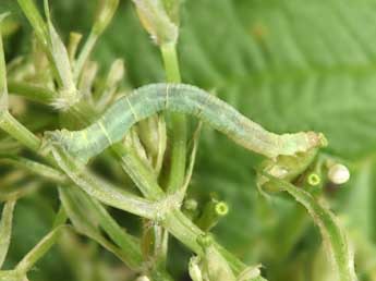  Chenille de Eupithecia valerianata Hb. - ©Philippe Mothiron